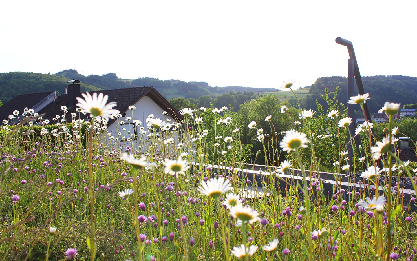 team-gruen-elzach-garten-landschaftsbau-dach-und-fassadenbegruenung-01.jpg