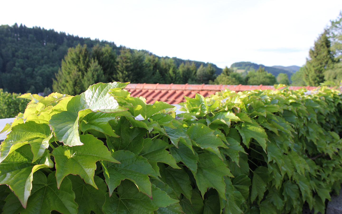 team-gruen-elzach-garten-landschaftsbau-dach-und-fassadenbegruenung-03.jpg