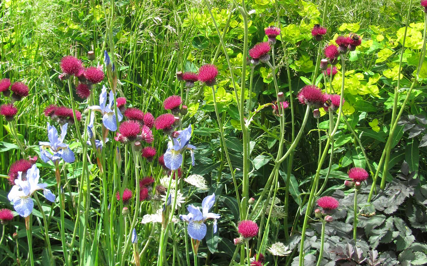 team-gruen-elzach-garten-landschaftsbau-rasenanlagen-pflanzarbeiten-06.jpg